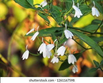 White flowers of Rhinacanthus nasutus, White crane flower or snake jasmine, Single flowering and hanging on tree with green leaves. It's useful herb for all parts can be used to extract drug.