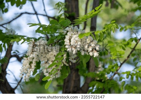 The white flowers of Robinia pseudoacacia or Black Locust False Acacia at a park in Athens, Greece.
