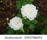 White flowers of Rosa "Pope John Paul II". Garden rose blooming in summer. Hybrid tea rose.