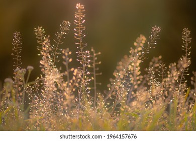 4,715 Grass screen saver Images, Stock Photos & Vectors | Shutterstock