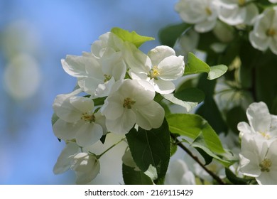 White Flowers Of Siberian Crab Apple (Malus Baccata) Close-up