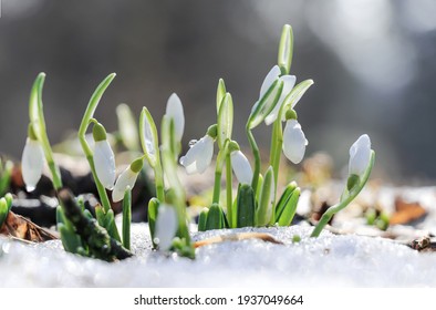 White flowers of snowdrops grow among the melted snow in early spring on a sunny day