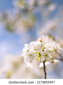 White Flowers In Spring Scenario