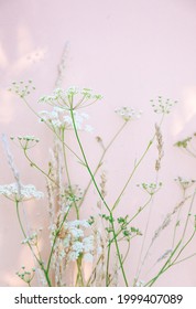 White Flowers  And Sunlight Shadows On Beige Wall. Aesthetic Minimal Wallpaper. Summer  Floral Plant Background Composition