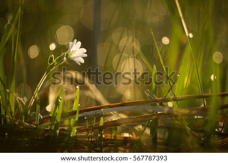 Similar – Image, Stock Photo wimps Flowerpot Plant