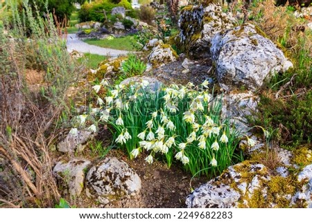 White flowers of Swan's neck daffodil (Narcissus moschatus or Narcissus pseudonarcissus subsp. moschatus) in garden at spring