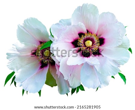 white flowers of a tree peony in the garden isolated on white background