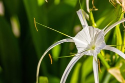 White Flowers Of Tropical Exotic Plant Hymenocallis, Also Known As "spider Lily".