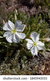 White Flowers, Of Tufted Evening Primrose, Oenothera Caespitosa, Onagraceae, Native Perennial Plant In The San Bernardino Mountains, Transverse Ranges, Summer.