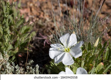 White Flowers, Of Tufted Evening Primrose, Oenothera Caespitosa, Onagraceae, Native Perennial Plant In The San Bernardino Mountains, Transverse Ranges, Summer.