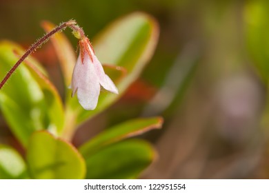 White Flowers Of A Twinflower