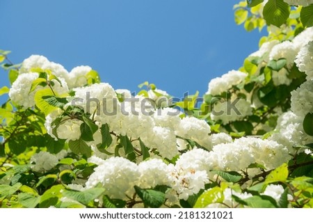 White flowers of Viburnum blooming in the blue sky in summer