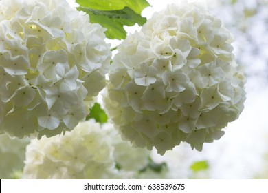 White Flowers Of Viburnum, A Genus Of About 150-175 Species Of Shrubs Or Small Trees In The Moschatel Family, Adoxaceae.