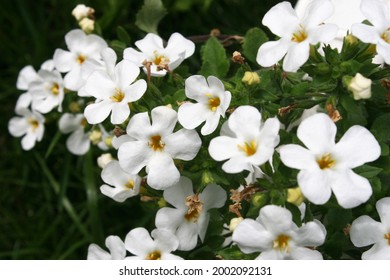 White flowers of waterhyssop or water hyssop (Bacopa speciosa "Snowflake") close up