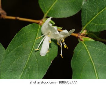 White Flowers Of Winter Honeysuckle In Winter.