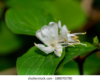 White Flowers Of Winter Honeysuckle In Winter.