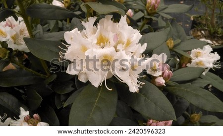 White flowers with yellow throats of hybrid Rhododendron 'Cunningham's White'