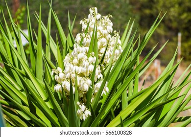 White Flowers Of Yucca Plant