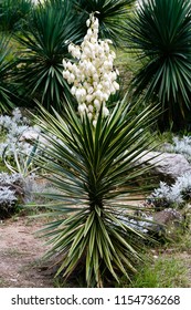 White Flowers Yucca Plant Yucca Constricta Stock Photo 1154736268 ...