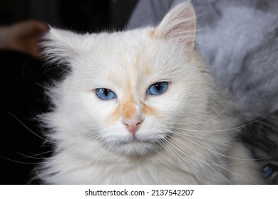 White Fluffy Angora Cat Close Up Portrait