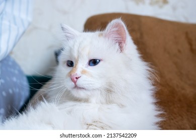 White Fluffy Angora Cat Close Up Portrait