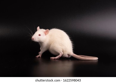 Showing Pose Standing Male Hairless Rat Stock Photo (Edit Now) 32277013