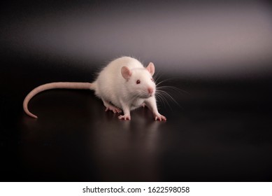 Male Hairless Rat Dumbo Sphynx Breed Stock Photo (Edit Now) 32277022