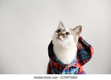 White fluffy blue-eyed cat in a plaid shirt with a hood on a light background. Close-up portrait. Free space for design - Shutterstock ID 1176971824