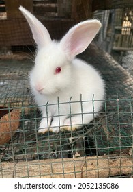 White Fluffy Bunny In The Cage Waiting For Food