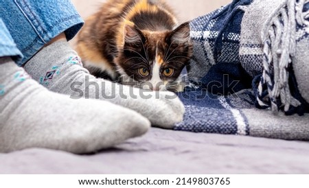 White fluffy cat with an attentive look sits near a woman's feet