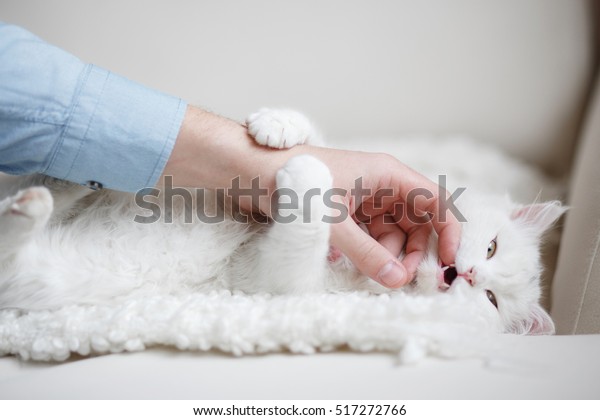 白くてふわふわした猫が人の手をかみついている の写真素材 今すぐ編集