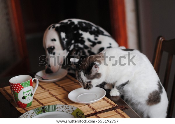 White fluffy cat and dog Dalmatian\
lick together the plates on the table. Joint friendly\
dinner