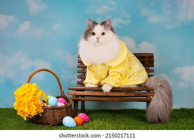 white fluffy cat dressed as an easter bunny on a bench with painted eggs and daffodils