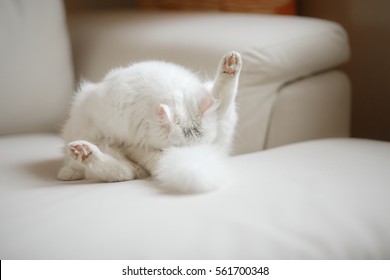 White Fluffy Cat Licks Itself On A White Background
