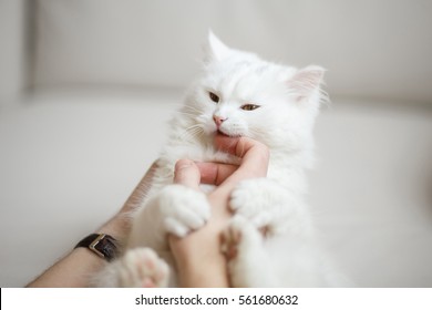 White fluffy cat plays with the owner - Powered by Shutterstock