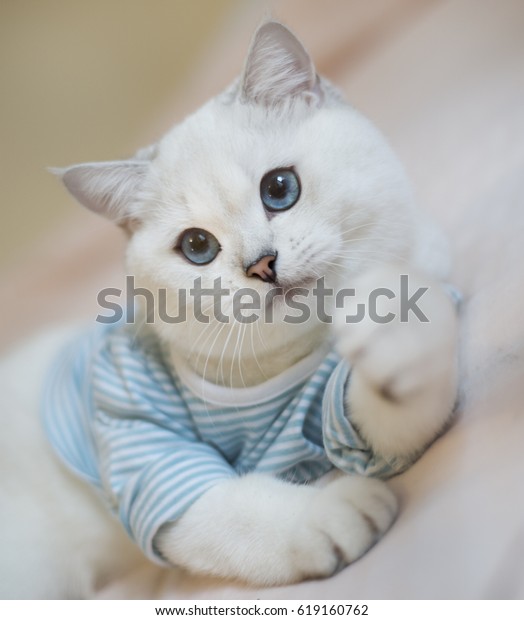 White Fluffy Cat Striped Blue Tshirt Stock Photo Edit Now 619160762