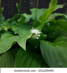 White Fluffy Caterpillar Of A Leucoma Salicis Or Lymantriinae Butterfly On Green Leaf.