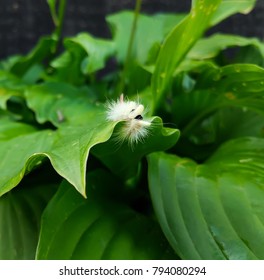 White Fluffy Caterpillar Of A Leucoma Salicis Or Lymantriinae Butterfly On Green Leaf.