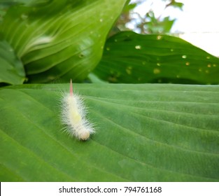 White Fluffy Caterpillar Of A Leucoma Salicis Or Lymantriinae Butterfly On Green Leaf.