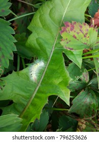 White Fluffy Caterpillar Of A Leucoma Salicis Or Lymantriinae Butterfly On Green Leaf.