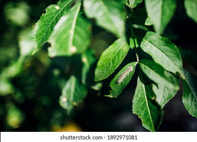 Fluffy Caterpillar の画像 写真素材 ベクター画像 Shutterstock