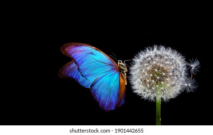 dandelion blanquecino y morfo