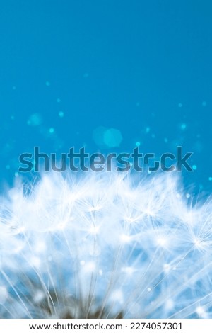 A white fluffy dandelion on a bright blue background with blurry lights and glare. Beautiful postcard with blurred highlights, space for congratulations, text, advertising. Fluffy white dandelion
