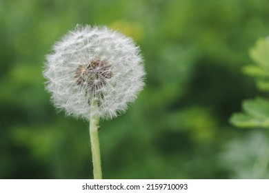White fluffy dandelion on a green blurred, natural background