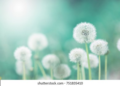 White fluffy dandelions, natural green blurred spring background, selective focus. - Shutterstock ID 751835410