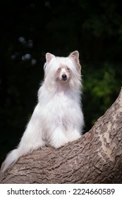 White fluffy dog of the Chinese crested breed stands on the trunk of a large tree in the summer in nature outside the country. - Shutterstock ID 2224660589