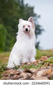 White fluffy dog of the Chinese crested breed stands on the rocks in the summer in nature outside the countryside - Shutterstock ID 2224660591