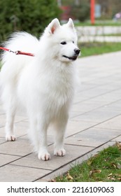 White Fluffy Dog Close-up On The Street.