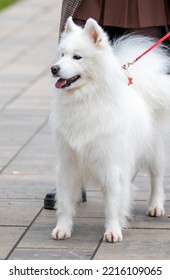 White Fluffy Dog Close-up On The Street.