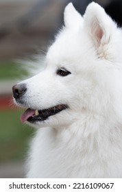 White Fluffy Dog Close-up On The Street.